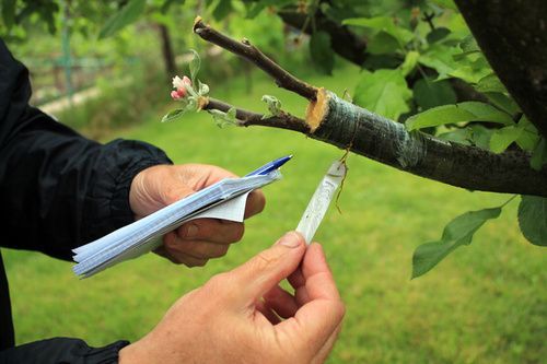 Personne étiquetant une branche d'arbre avec une fiche, dans un verger ou jardin.