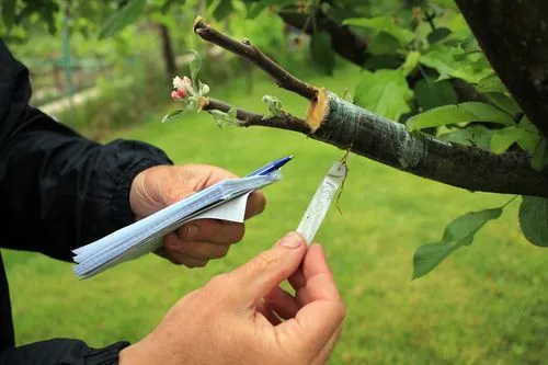 Personne étiquetant une branche d'arbre avec une fiche, dans un verger ou jardin.