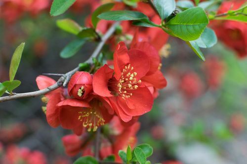 Fleurs rouges du Cognassier du Japon
