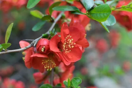 Fleurs rouges du Cognassier du Japon