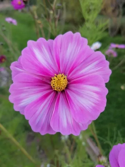 Fleur de Cosmos