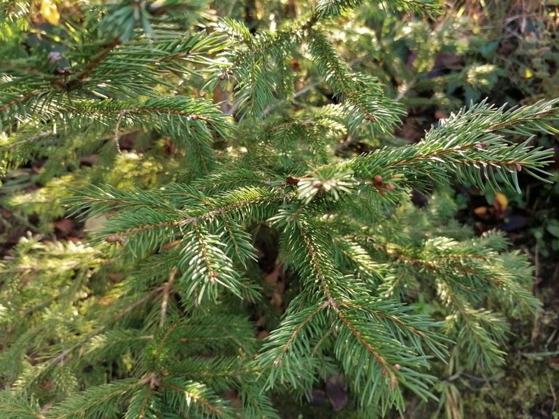 Branche d'Épicéa, aiguilles persistantes