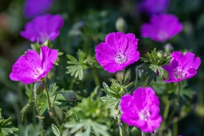 Géranium vivace sanguineum, fleurs roses magenta