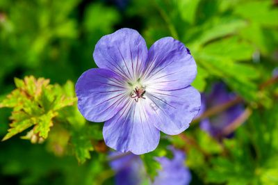 Géranium vivace Rozanne, fleur bleu-mauve