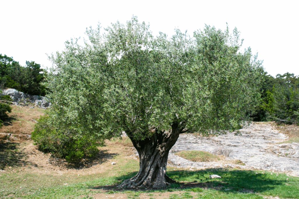 Olivier centenaire dans son environnement naturel