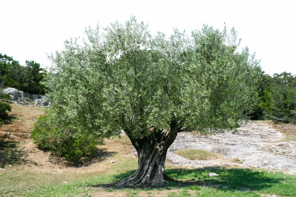 Olivier centenaire dans son environnement naturel