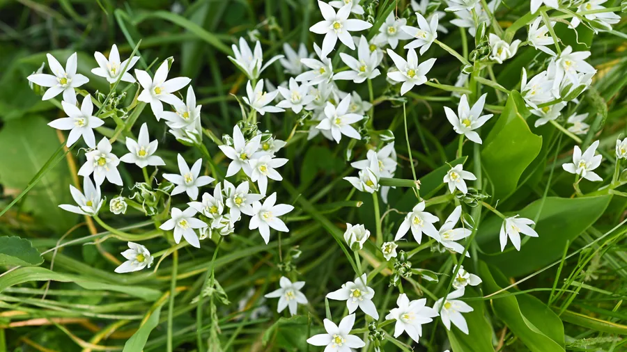 Ornithogale en ombelle, Étoile de Bethléem