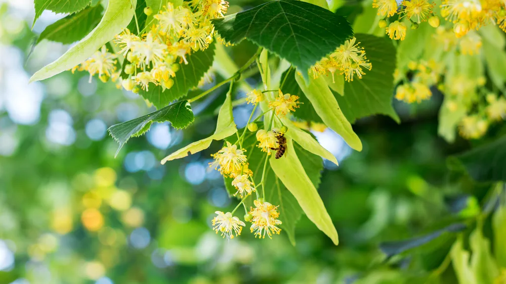Fleurs de Tilleul butinées par une abeille
