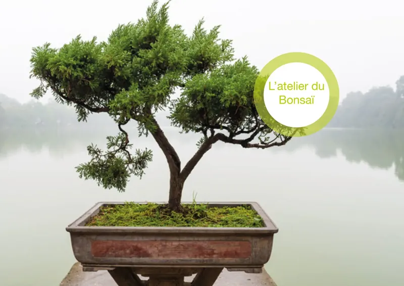 L'atelier du Bonsaï
