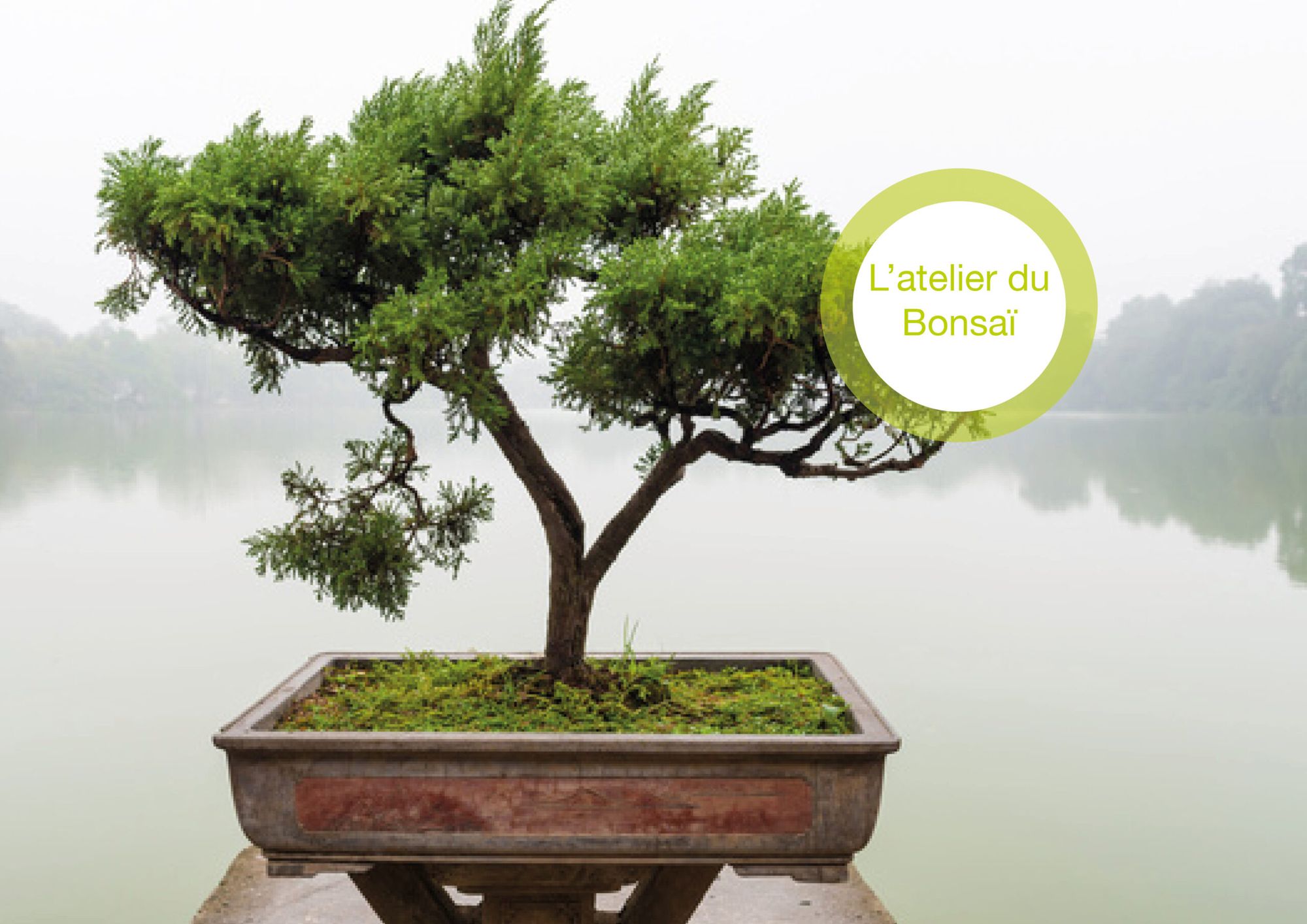 L'atelier du Bonsaï