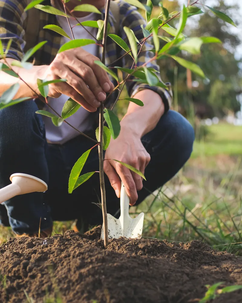 Plantation d'un jeune arbuste fruitier, pépinière Les Jardins de l'Oiseau