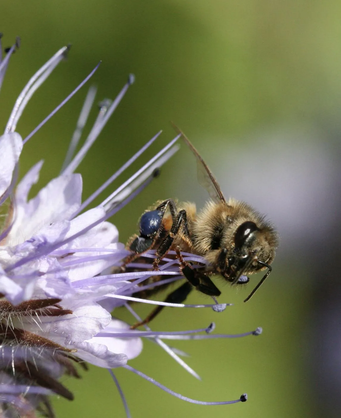Abeille domestique butinant une fleur de phacélie violette.