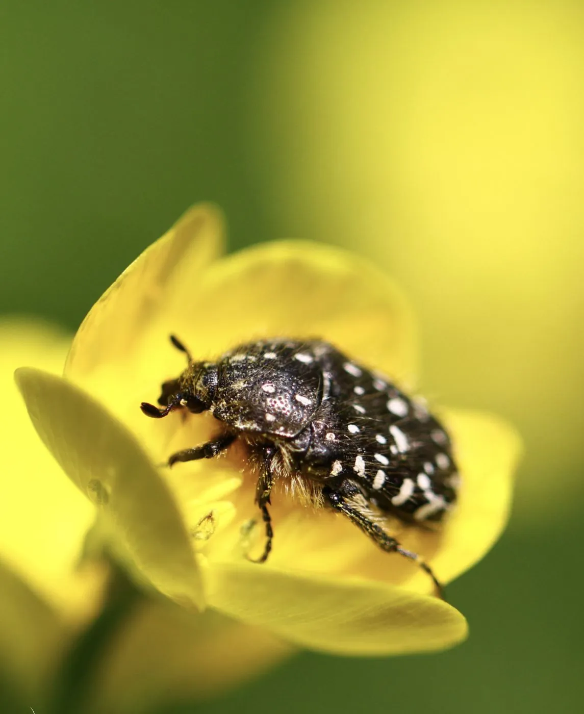 Cétoine grise sur une feuille verte, carapace duveteuse en gros plan.