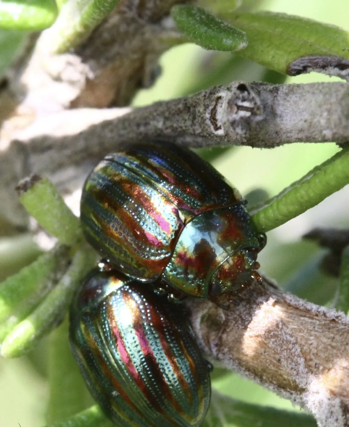Chrysomèles de la lavande, petits coléoptères métallisés accouplés sur une tige verte.