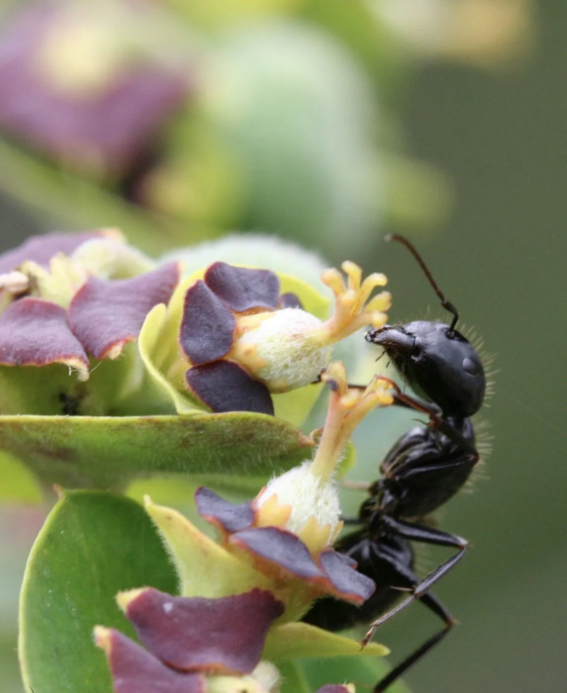 Fourmi noire des jardins en gros plan sur une feuille.