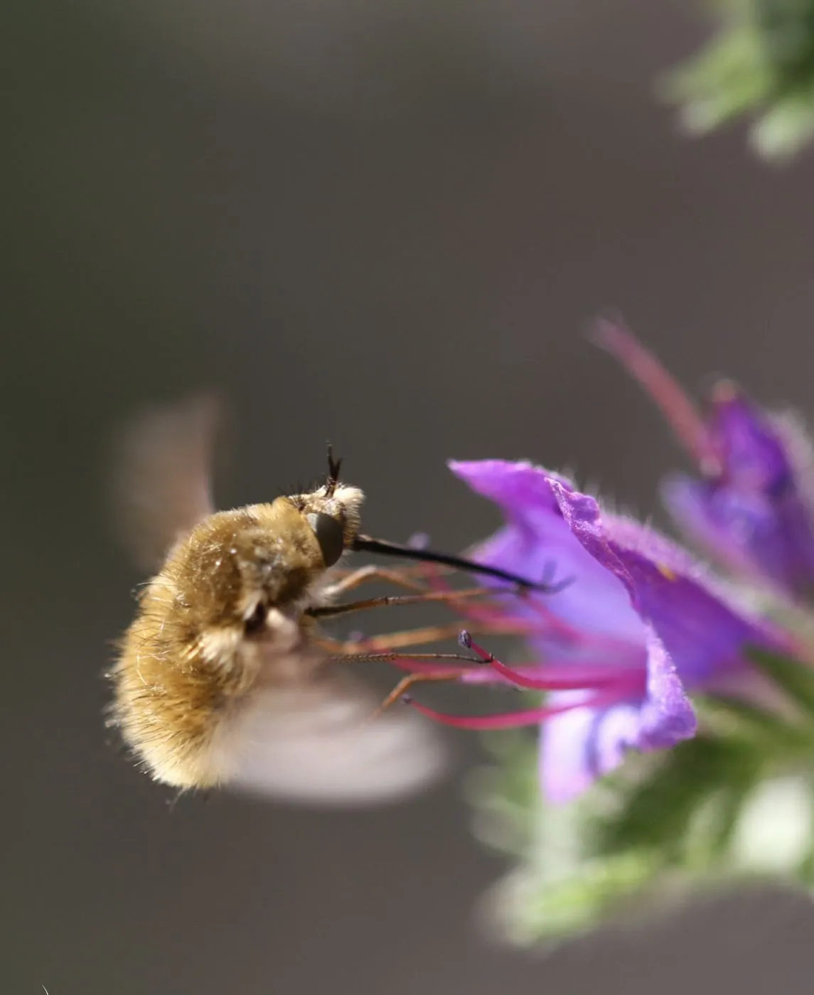 Grand Bombyle butinant en vol stationnaire une fleur de vipérine.