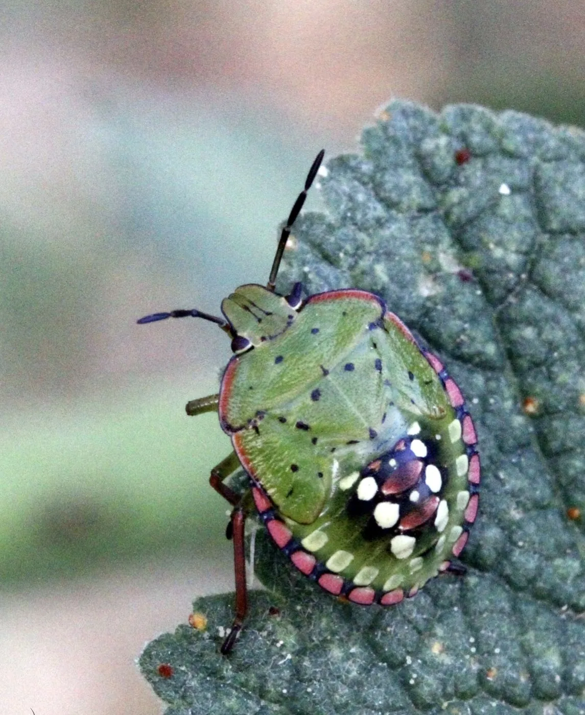 Larve de punaise verte ponctuée, carapace colorée de vert, rose et blanc, sur une feuille.