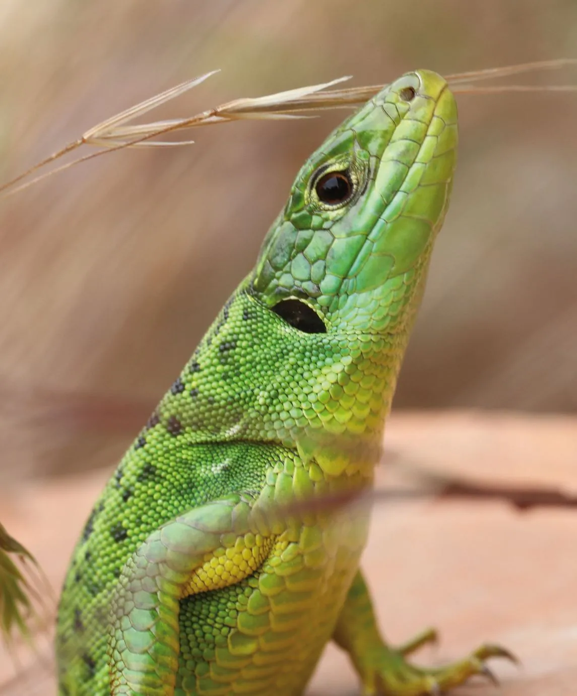 Lézard vert de profil, tête levée vers un brin d'herbe, écailles vertes et jaunes en gros plan.