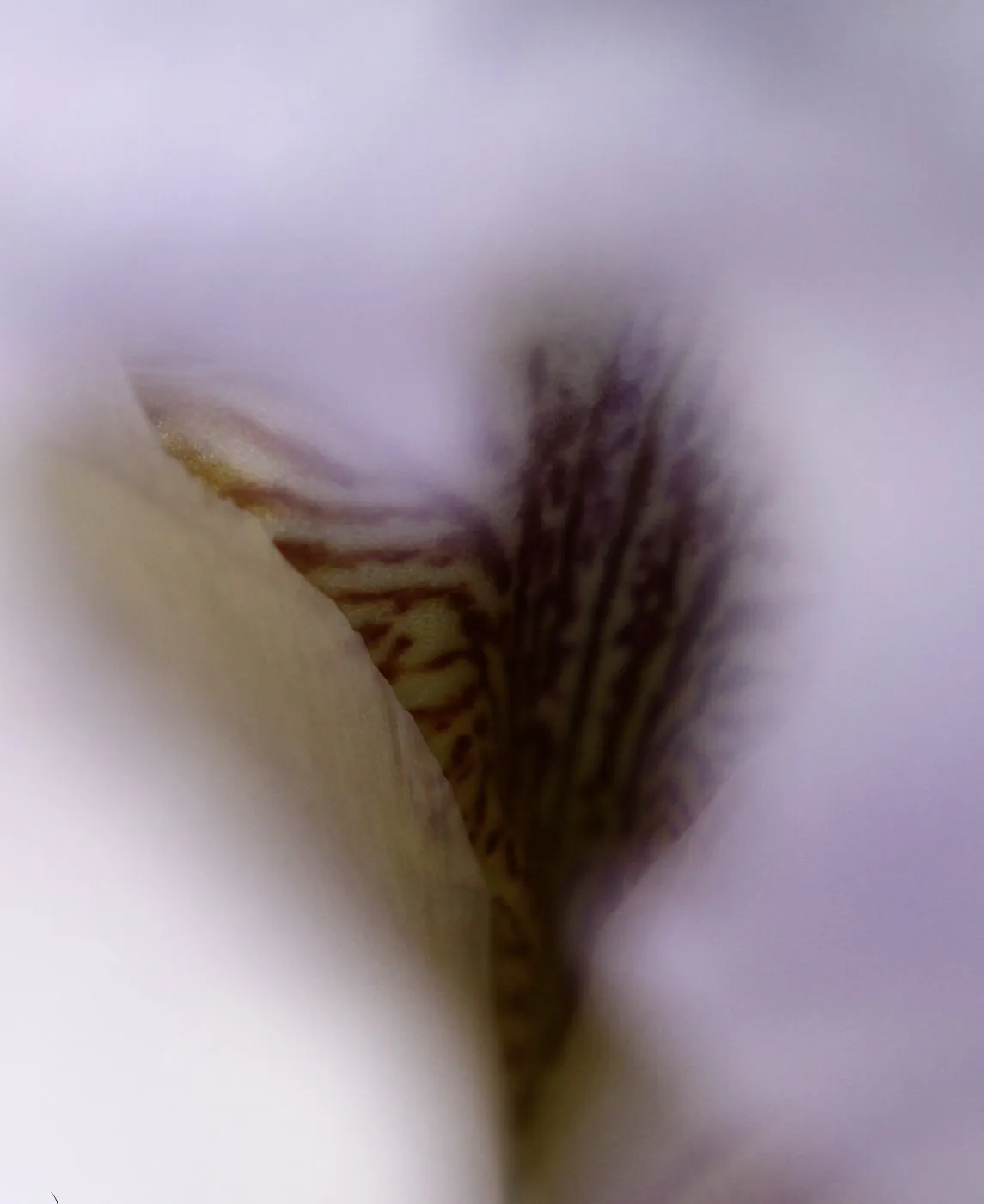 Cœur d'iris en macrophotographie, pétales et étamines aux teintes mauves.