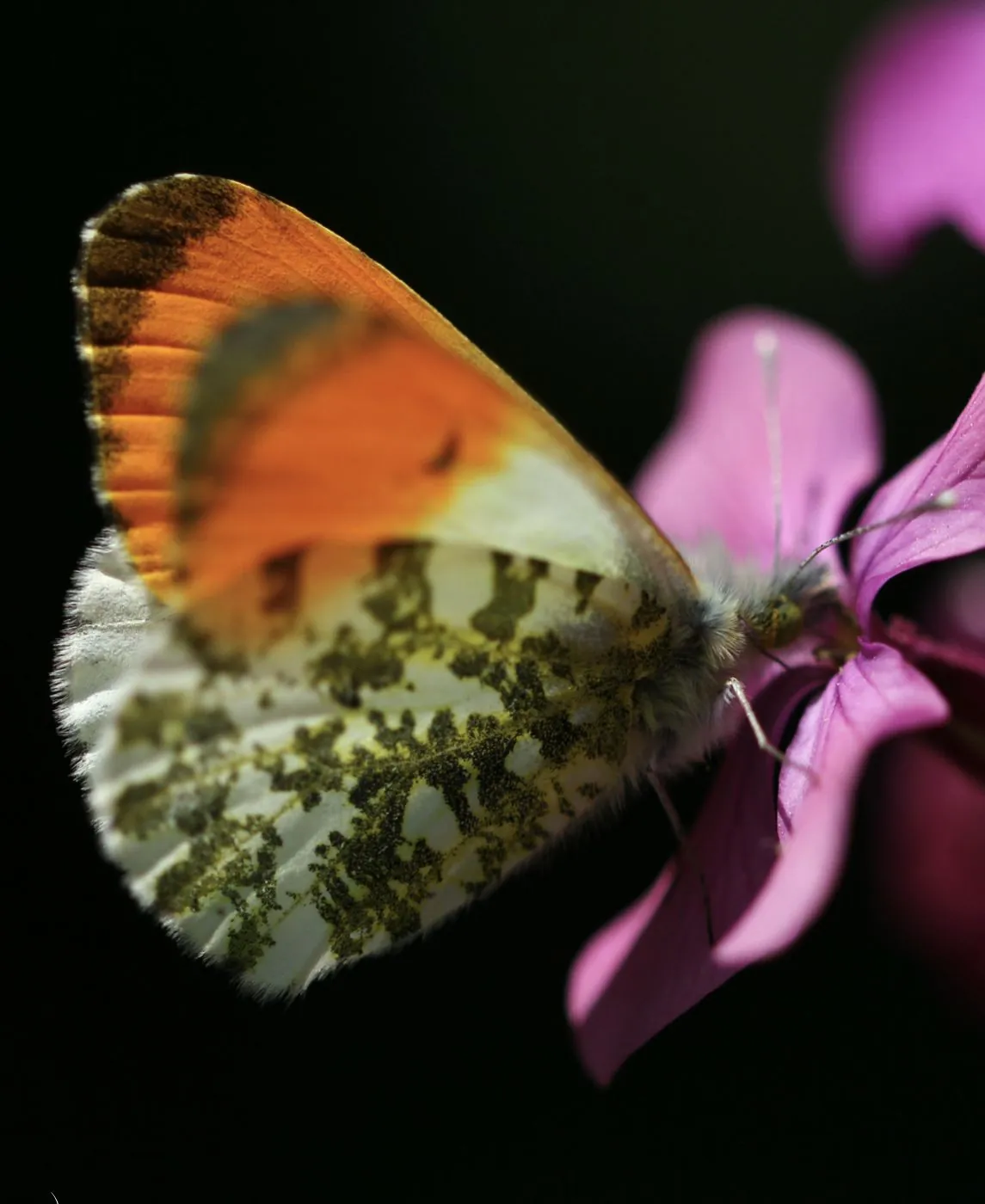 Papillon Aurore mâle aux ailes tachées d'orange, posé sur une monnaie du pape.