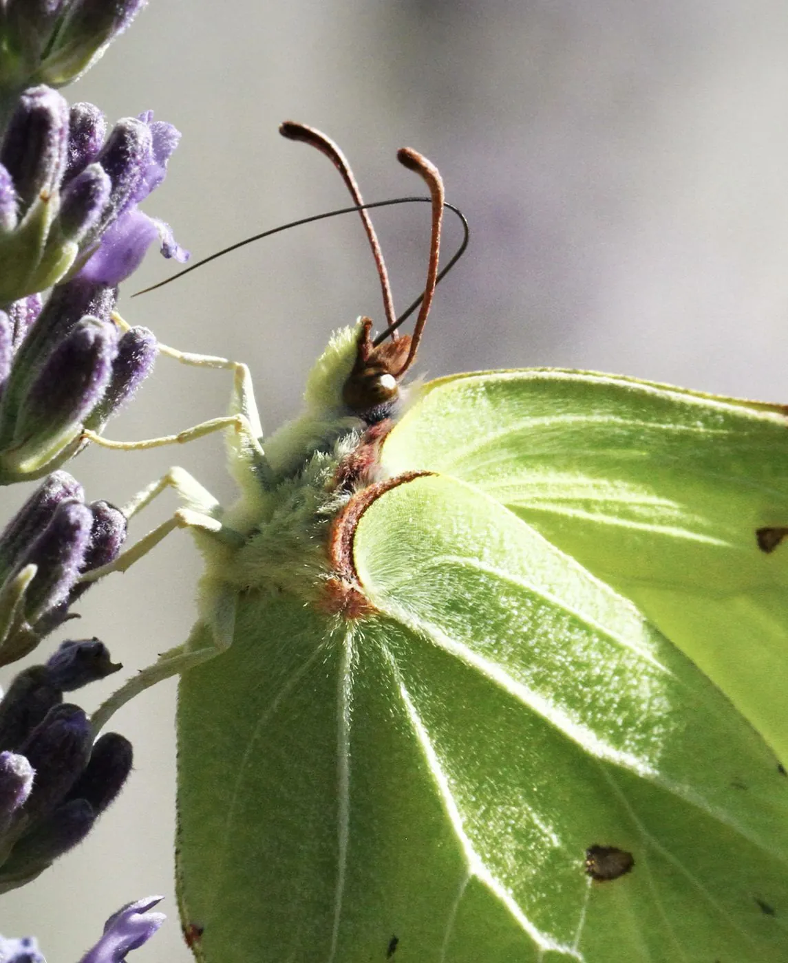 Papillon Citron mâle aux ailes vert tendre posé sur un épi de lavande.