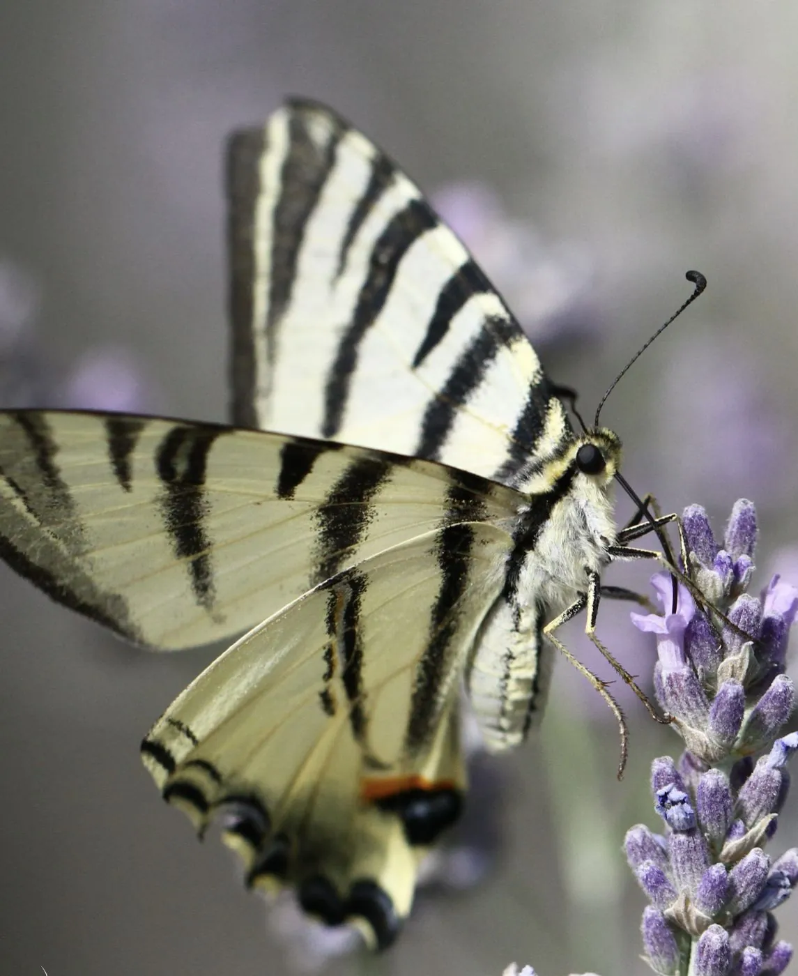 Papillon Flambé femelle aux ailes rayées jaune et noir posé sur une fleur de lavande.