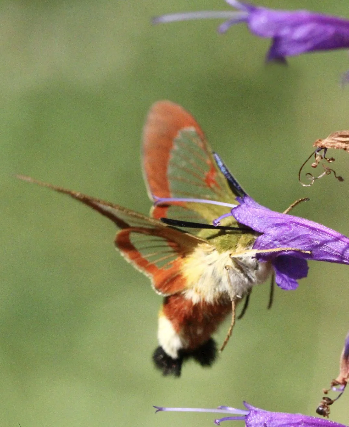 Papillon Moro sphinx aux ailes brunes butinant une fleur de lavande.