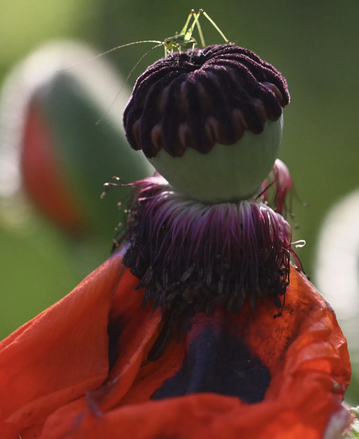 Pavot rouge avec une larve de sauterelle verte nichée entre les pétales.