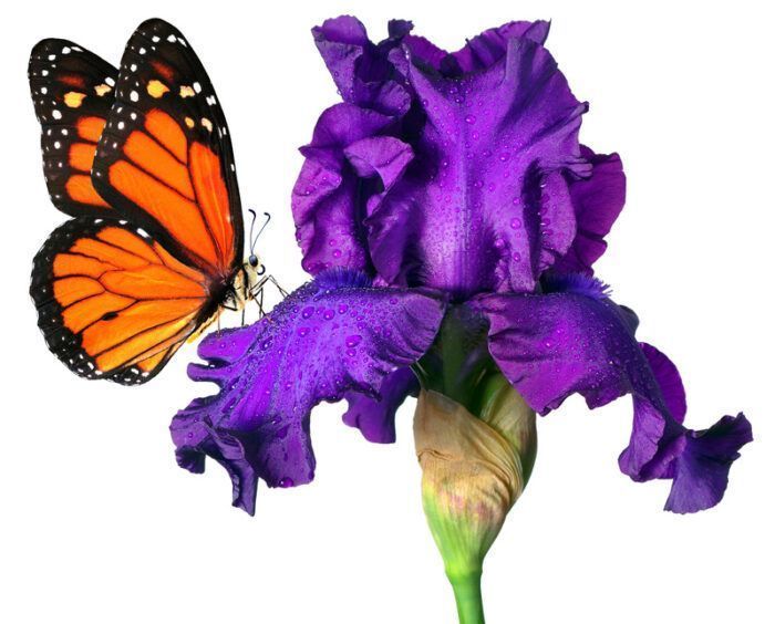 Un papillon sur un iris violet couvert de rosée, scène naturelle délicate