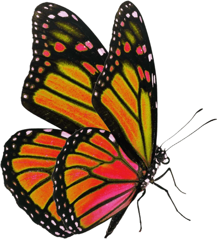 Papillon monarque aux ailes orange et noires