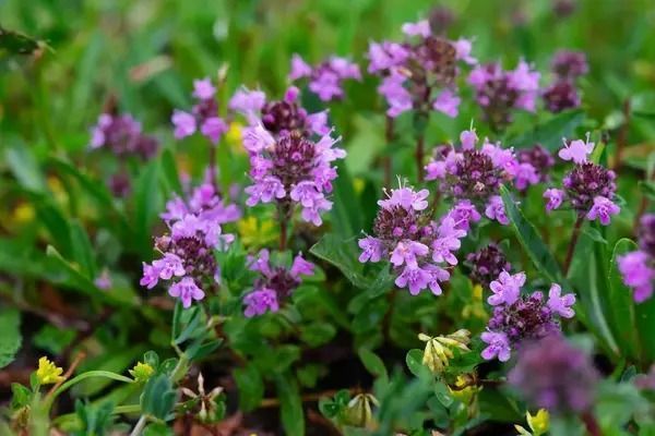 Touffe de thym en fleurs, plante couvre-sol mise à l'honneur cette année