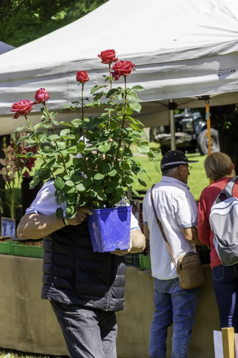 Visiteur reparti avec un rosier fleuri de la Fête des Plantes à Drevant
