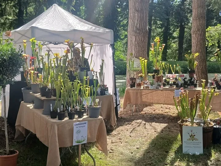 Stand de plantes carnivores sous tonnelle blanche à la Fête des Plantes