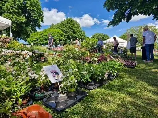 Stand de roses sous le soleil